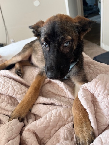 German Shepherd – German shepherd mix