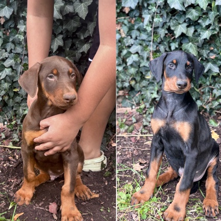 Doberman Pinscher – Doberman puppies