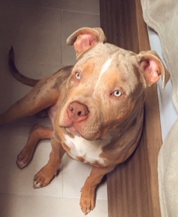American Pit Bull Terrier – friendly xl bully