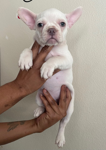 French Bulldog – Platinum Female Carrying Tan Points