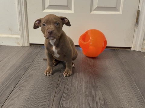 American Staffordshire Terrier – xl American bully – Franklin
