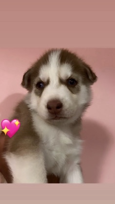 Siberian Husky – Siberian husky