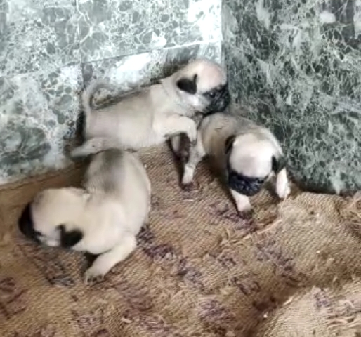 Pug – pure pug puppies for sale