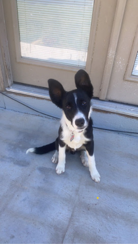 Border Collie – Border Collie