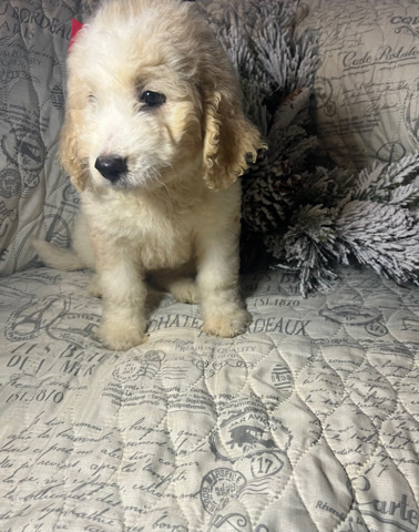 Poodle – golden doodle