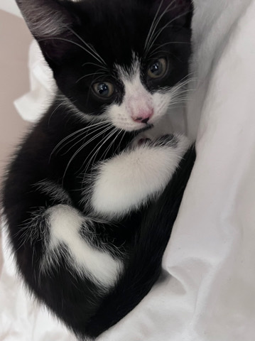 American Shorthair – Black & White Kitten for sale