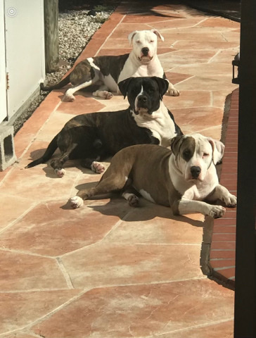 American Bulldog – American Bulldog