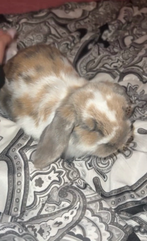 Holland Lop – Baby rabbit