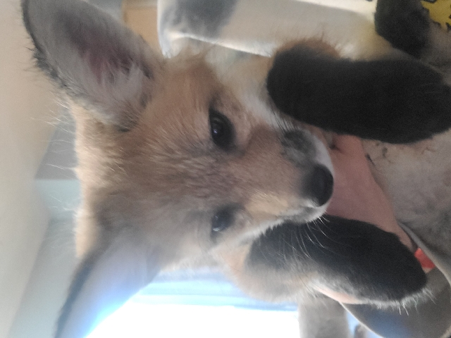 fox – baby red fox