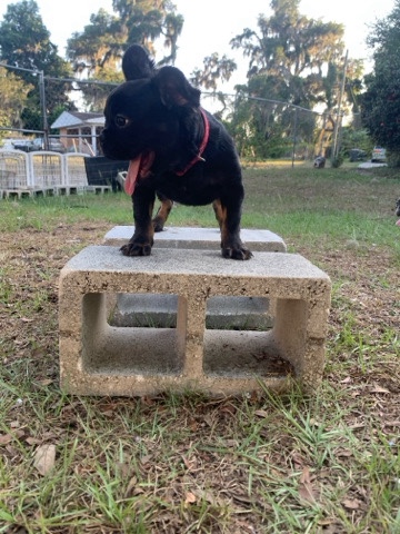 French Bulldog – fluffy French bulldogs