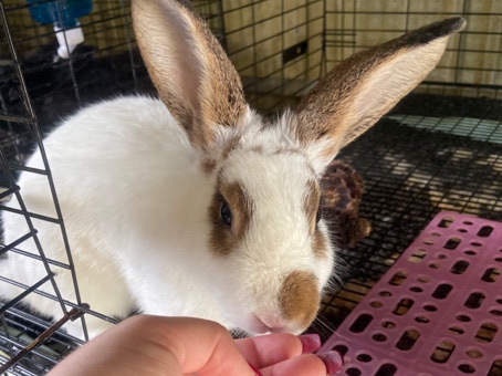 Dutch – bunnies for sale