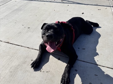 American Pit Bull Terrier – Loving Happy Black Panther Pit – Pacifica