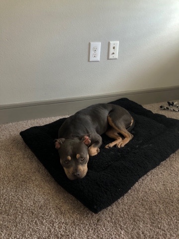 American Pit Bull Terrier – tri-color pit