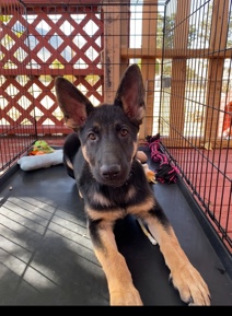 German shepherd pup