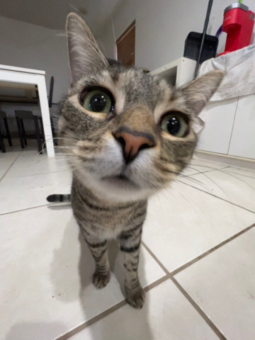 American Shorthair – Lizzie - Rehoming our Independent Woman