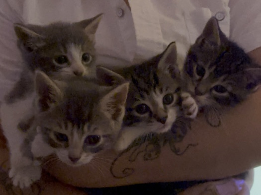 British Shorthair – Kittens need a forever home – New York