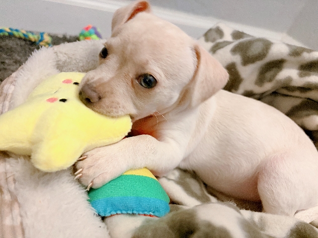 Chihuahua – Chihuahua/French Bulldog Puppy Rikko 🐾 – Stockton
