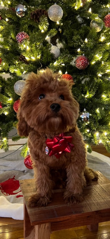 sweet Male cavapoo