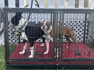 2 Beautiful Boston Terrier Dogs