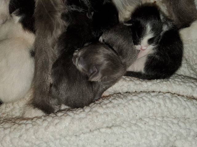 domestic kittens