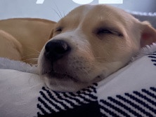 Beagle – Rehoming Precious Love – St. Louis