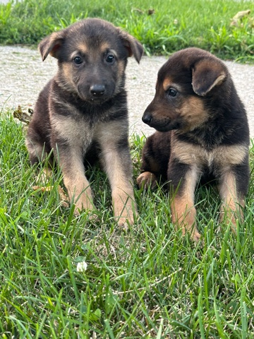 Old German Shepherd Dog – German shepherd