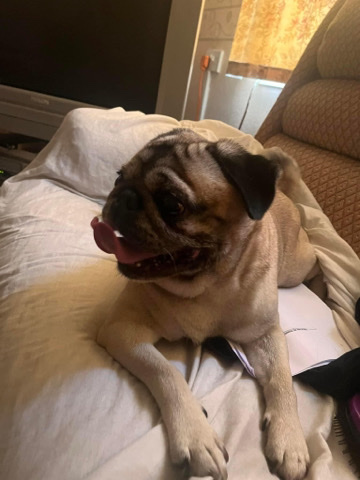 Pug – ronnie is looking for a forever home in time for christmas