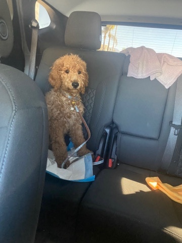 golden poodle puppy