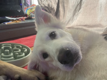 female great pyrnees 