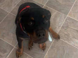 Rottweiler – Female Rottweiler – Indianapolis