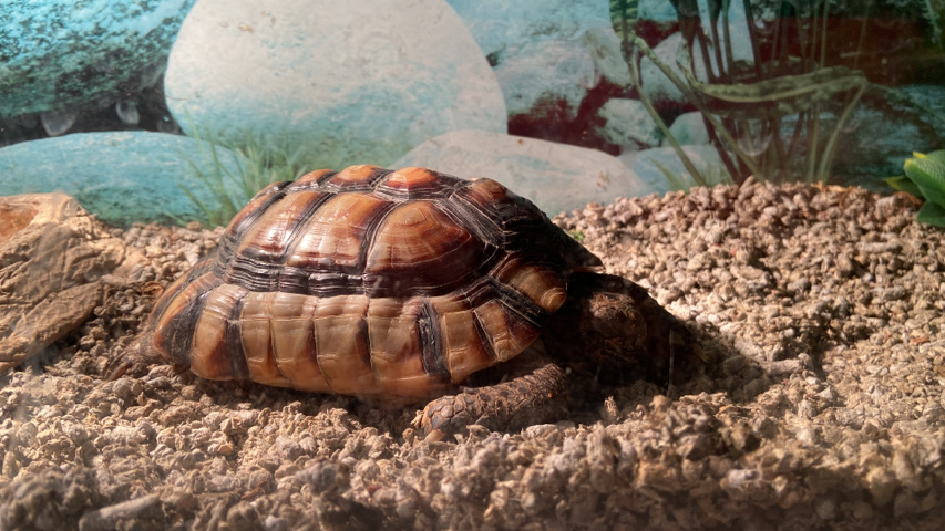 marginated tortoise