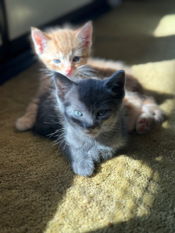 Kittens for sale