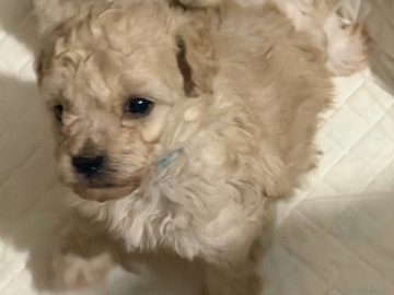 beautiful toy poodle in Edinburgh!! – Edinburgh