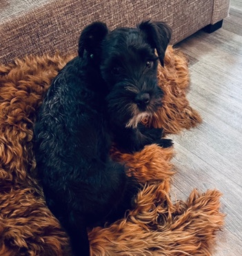 Miniature Schnauzer – Miniature Schnauzer