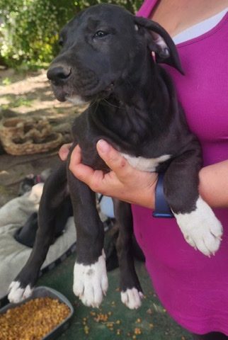 Great Dane – Great Dane Pups