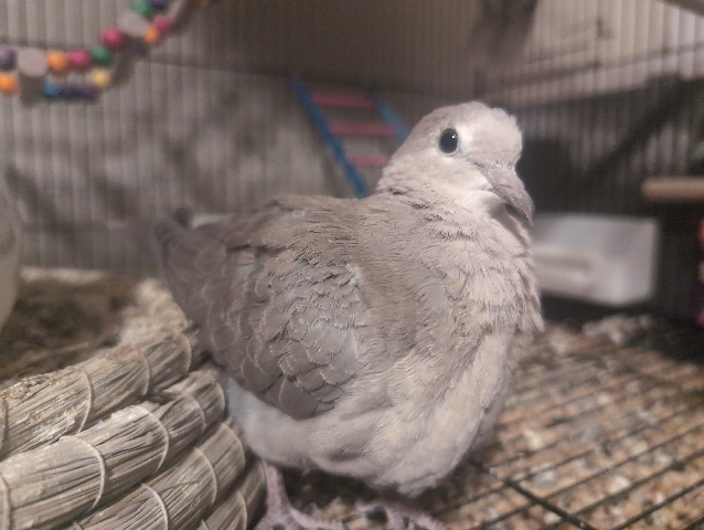 Dove – Dirty Ringneck Dove