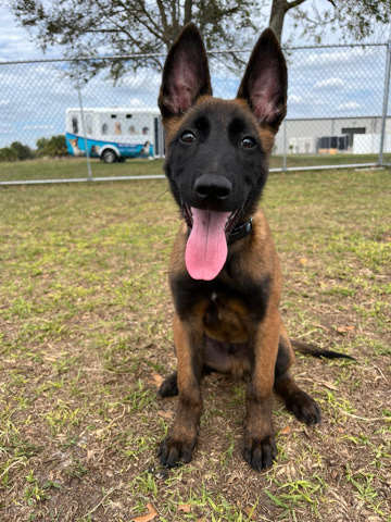 Belgian Shepherd Dog (Malinois) – Belgian malinois