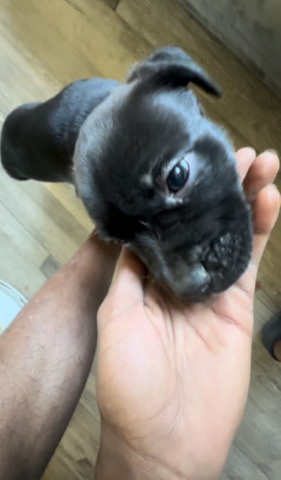German Shepherd – Bully Pit mixed breed German Shepherd puppy