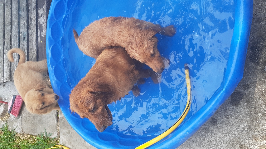 Golden Retriever – Play full puppies need a home.