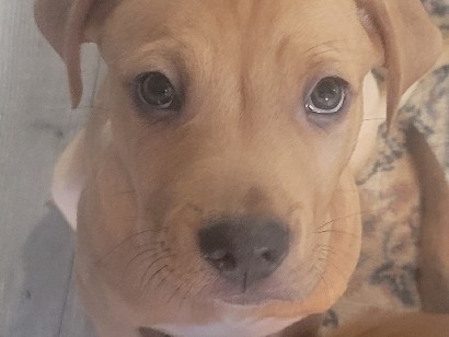 Mixed Breed – 3 puppies need a good home asap 1 boy 2 girls have had first shots – Oklahoma City