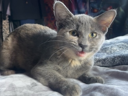 All - 5 month old kitten available for adoption in San Antonio