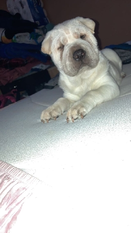 Miniature Shar Pei – Male Pure Breed Sharpei