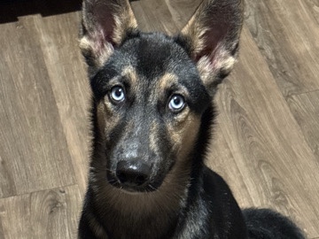 German Shepherd – Hazel – Plano