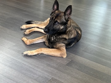 rehome German Sheperd-great companion