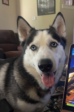 Siberian Husky – Husky