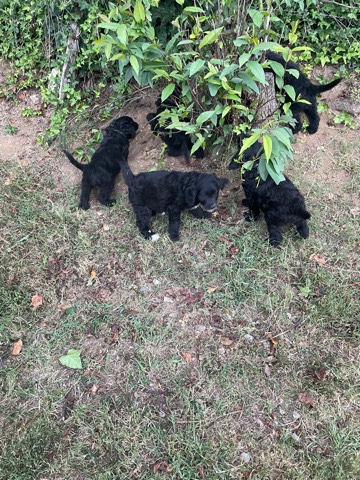Goldendoodle puppies