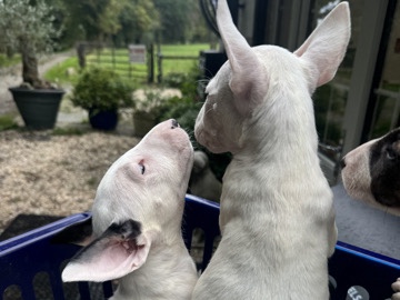Bull Terrier – beautiful English bull terrier puppies
