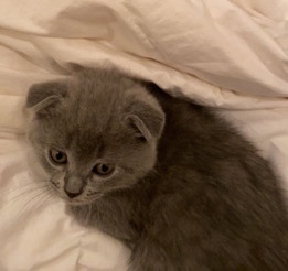 Scottish Fold – kittens