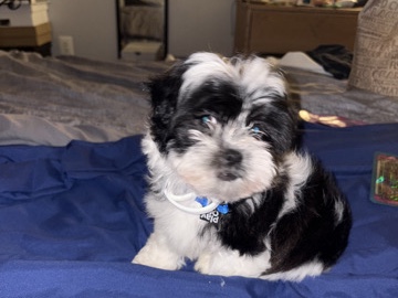 Maltese – home – Elkhart