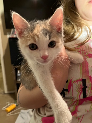 Colorpoint Shorthair – kitty for sale
